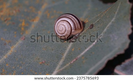 Cepaea hortensis: The polymorphic White-Lipped Snail on leaf. Autumn season Royalty-Free Stock Photo #2375785693