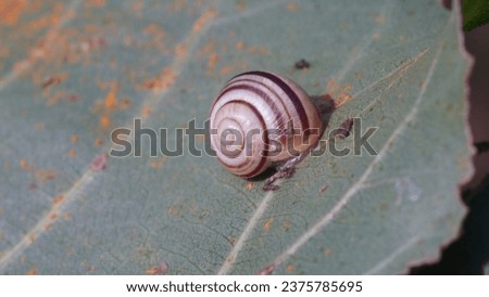 Cepaea hortensis: The polymorphic White-Lipped Snail on leaf. Autumn season Royalty-Free Stock Photo #2375785695