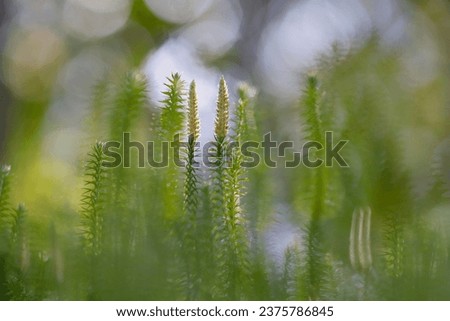 Lycopodium clavatum - common club moss, stag's-horn clubmoss, running clubmoss, or ground pine