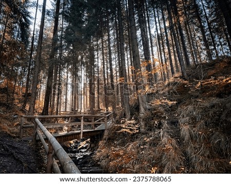 Beautiful wood in Slovakia mountains, green forest in the autumn, beauty in nature, light and bright colors