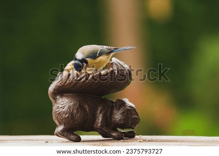 a bluetit, cyanistes caeruleus,  perched on the bird feeder and pecking seeds at a sunny autumn day