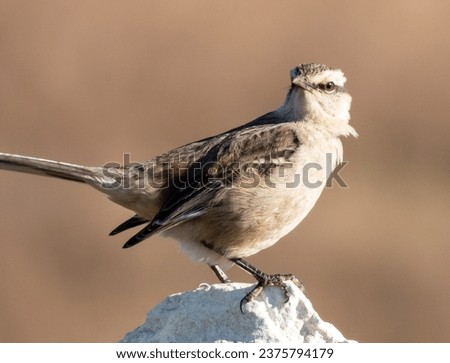 Chalk browed mockingbird perched on the rock (Mimus Saturnimus). Quebrada de los Cuervos, Uruguay