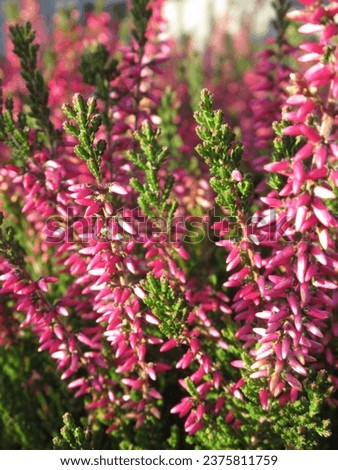 Close-up of pink heather branches, capturing the delicate beauty and subtle charm of this floral specimen