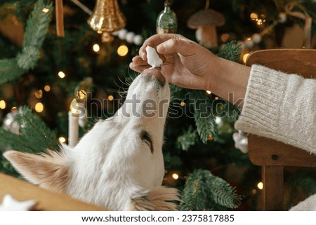 Hand holding gingerbread cookie with icing and cute dog helping tasting and licking sugar paste on background of christmas golden lights. Atmospheric Christmas holidays, pet and family time