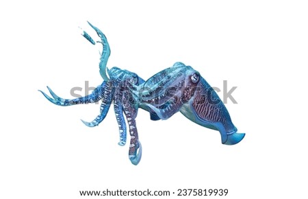 Closeup Cephalopod selective image of common octopus cuttlefish, bobtail squid wiyh white background Royalty-Free Stock Photo #2375819939