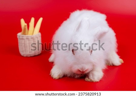 Easter. A young white rabbit poses on a red background.