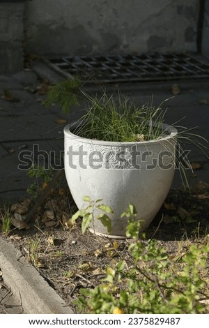 decorative plants grow in a white outdoor vase