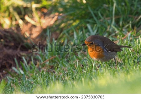 a robin, erthacus rubecula, in the garden on the green lawn at a autumn morning Royalty-Free Stock Photo #2375830705