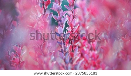 The natural background made from barberry is decorative. Pink-reddish leaves with a border along the edge. Soft focus
