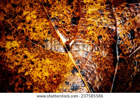 Grunge Yellow Leaf Close Up - Abstract Background