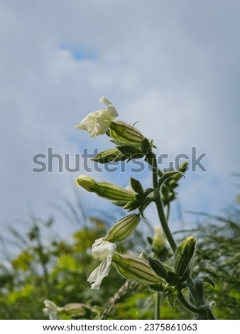 Close-up of a white and yellow flower growing in a home meadow on a sunny summer day, Lodz, Poland.