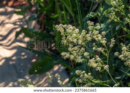 Lepidium blooming with white flowers close up. It has a strong unpleasant odor and is used as a bedbug repellent.