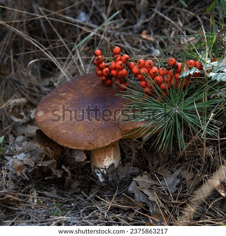 Huge bolete mushroom with big brown cap growing in a coniferous forest. Pine tree branch having long needles. Red rowan berries cluster. Fertile soil, mushroom substrate. Ukraine, Poltava oblast. 
