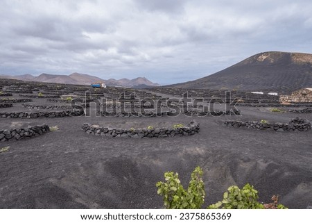 Winegrowing area of La Geria. Vineyard landscape with mountains in the background and sky with white clouds. Vines. Planting holes to protect the vines. Wine cellars. Lanzarote, Canary islands, Spain