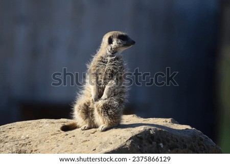 A close up of a small meerkat sat on a rock