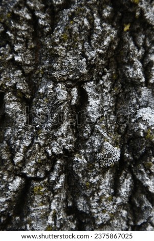 Tree bark texture.Tree in mold.