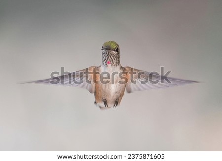Young rufous hummingbird staring at me Royalty-Free Stock Photo #2375871605