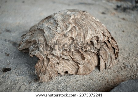 a part of asian hornets nest destroyed on the ground Royalty-Free Stock Photo #2375872241