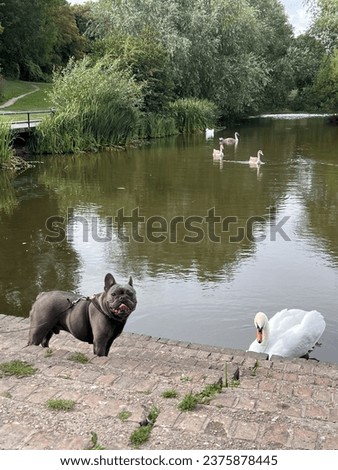 Dog and swan picture on a lake