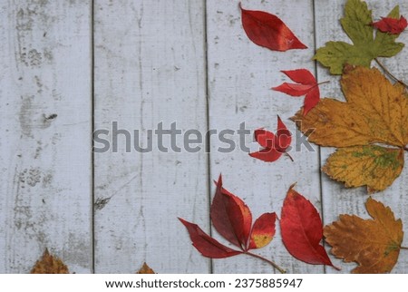 Colorful leaves on the wooden background 