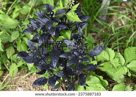 Capsicum annuum ' Black pearl '. An ornamental pepper, an annual herb of the Solanaceae family native to tropical America.