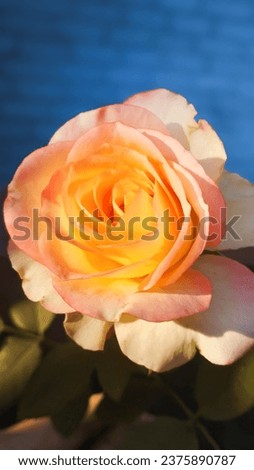 Peach young rose in the sunset sunlight. High quality stock photo.