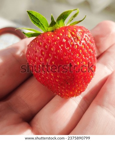 Red strawberry on the palm. Photo of fruit. High quality stock photo.