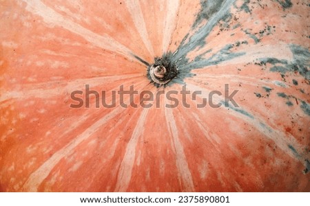 Texture of a bright orange pumpkin. High quality stock photo.