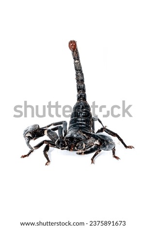 Black Scorpion Isolated On White Background. Emperor Scorpions are Active at Night, Often Found in Rotten Logs and Leaf Litter.