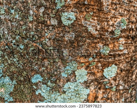 close up photo of tree bark texture