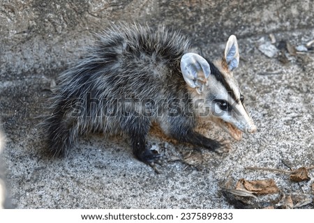 Possum close up in ground
