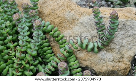 Crassula Jade Necklace is a beautiful succulent with slender stems densely clothed with fleshy, jade green leaves with sharp red margins.