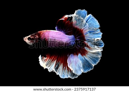 Betta fish Fancy Red Green Copper Halfmoon fighting fish from Thailand, Siamese fighting fish on isolated blue, grey or black background all are from Thailand