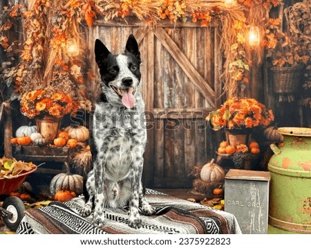 Black and white Texas heeler dog posing in front  of fall backdrop
