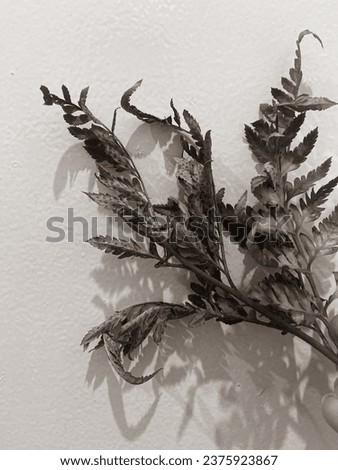 Leaves of plants and flowers on a wall background, neutral light, black-and-white close-up photo