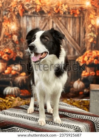 Black and white border collie dog standing in front of a fall backdrop on a saddle blanket Royalty-Free Stock Photo #2375925687