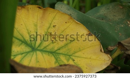 taro leaves textures, elephant ear leaves, leaves background textures