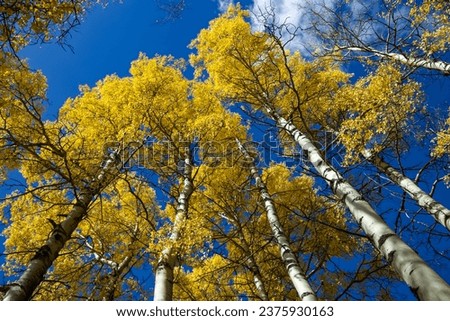Bright golden poplar trees against a bright blue sky. Royalty-Free Stock Photo #2375930163