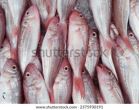 Phalacronotus bleekeri (Siluridae), Red fish with ice.

 Royalty-Free Stock Photo #2375930191