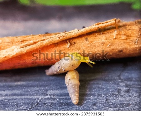 close up Allopeas clavulinum, common name the spike awlsnail, is a species of small, tropical, air-breathing land snail, a terrestrial pulmonate gastropod mollusk in the family Achatinidae, siput duri