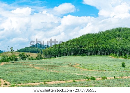 Pineapple farms on a wide area are planted together with rubber trees to use the space to benefit while waiting for the rubber trees to grow. Royalty-Free Stock Photo #2375936555