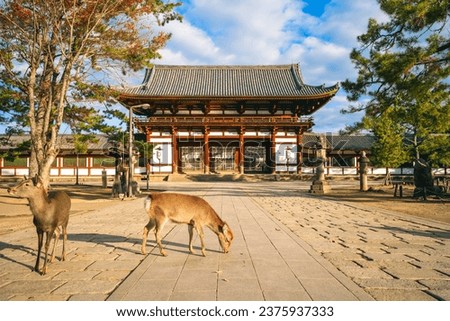 middle gate of todaiji, Eastern Great Temple, in nara, japan Royalty-Free Stock Photo #2375937333