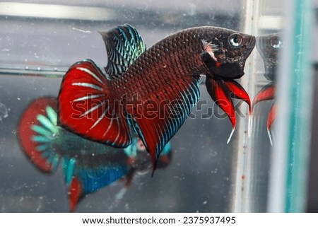 Male Siamese Fighting Fish or Betta Splendens isolated on black background.