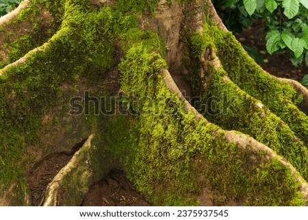 Scenic view of old tree roots covered with moss growing in green forest on sunny day