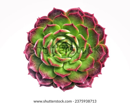 Top shot of red-tipped green Echeveria Ben Bedis succulent plant. Royalty-Free Stock Photo #2375938713