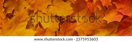 orange maple leaves in the Park in autumn. Autumn background top view, flat lay. Panoramic wide horizontal photo for banner head cover Royalty-Free Stock Photo #2375953603
