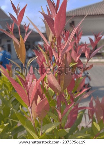 Beautiful pucuk merah or syzygium oleana in the yard. It can potentially serve as a natural food colorant. Anthocyanin present in fruit and red (young) leaves also functions as an antioxidant