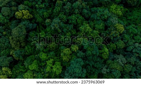 Aerial view of nature green forest and tree. Forest ecosystem and health concept and background, texture of green forest from above.Nature conservation concept.Natural scenery tropical green forest. Royalty-Free Stock Photo #2375963069
