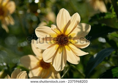 A beautiful pale orange dahlia illuminated by the sun against a background of green leaves in a summer garden.