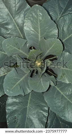 the growing cauliflower night picture 